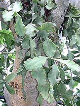 ? R. elliptica