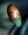 H. bambusoides bud