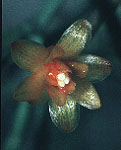 H. bambusoides flower