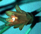H. bambusoides flower